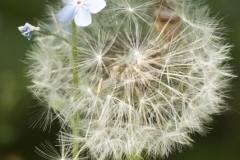 dandelion 1