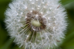 dandelion