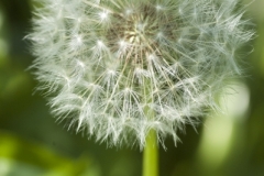 dandelion2